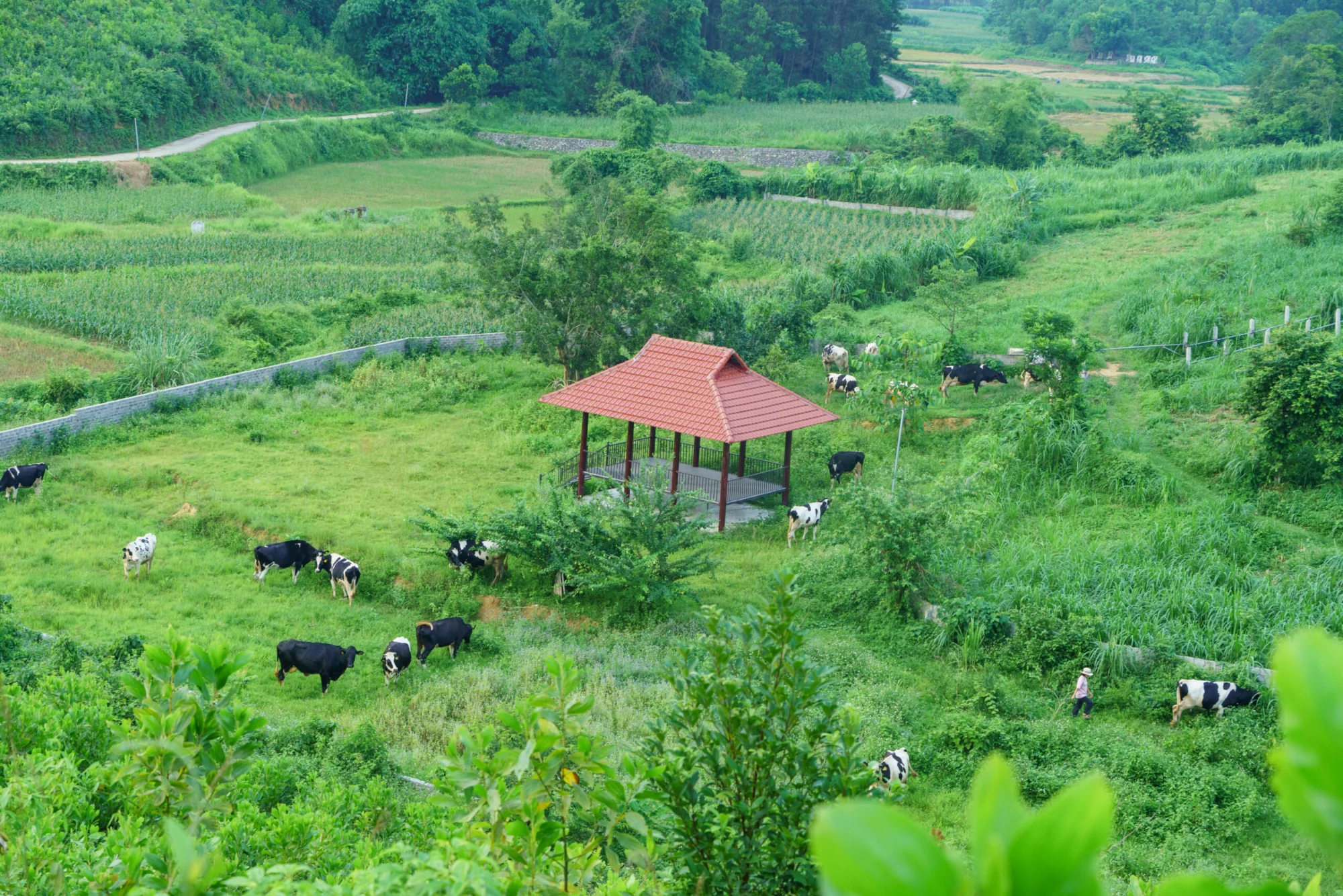 Trang trại bò sữa hữu cơ Mục Đồng