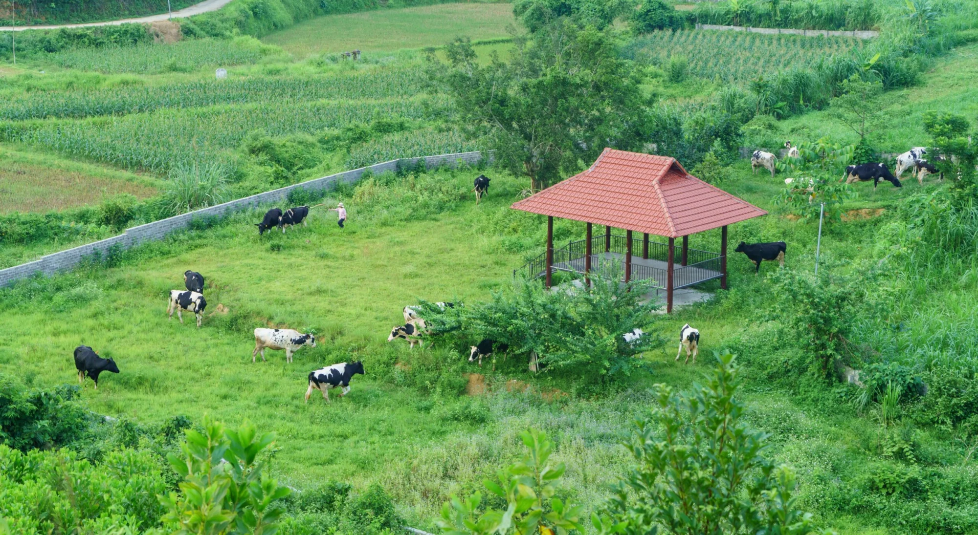 Trang trại bò sữa hữu cơ Mục Đồng