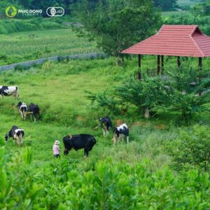 Hình ảnh trang trại Mục Đồng Organic
