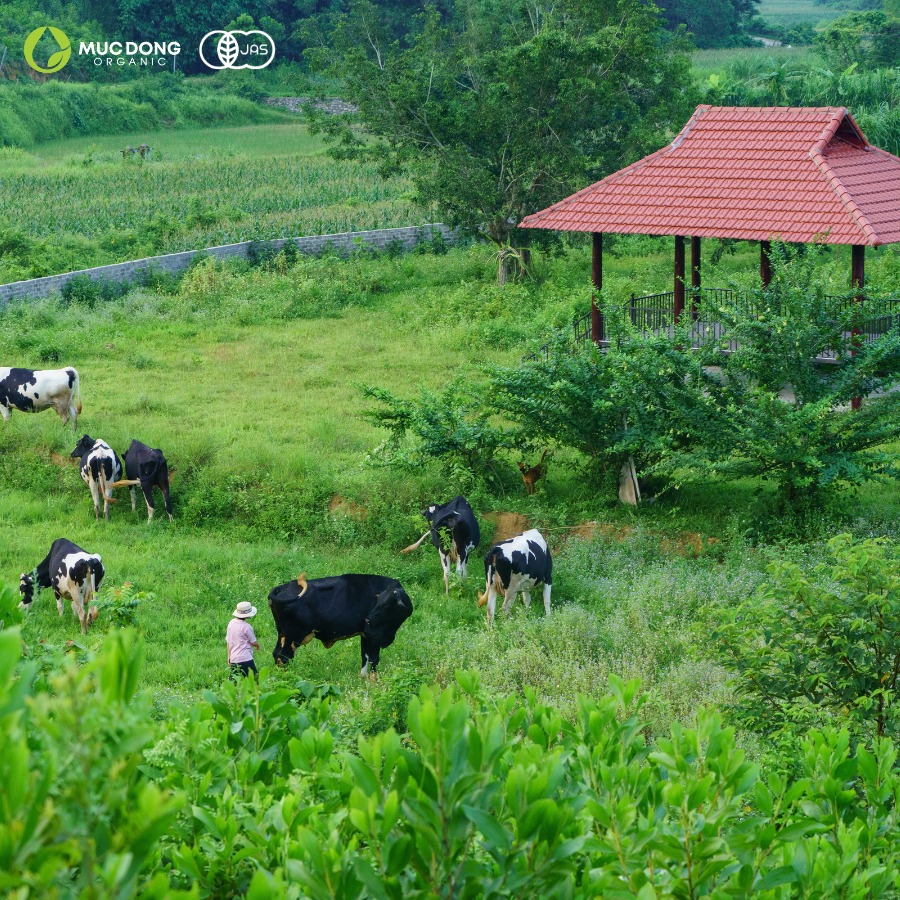 Hình ảnh trang trại Mục Đồng Organic