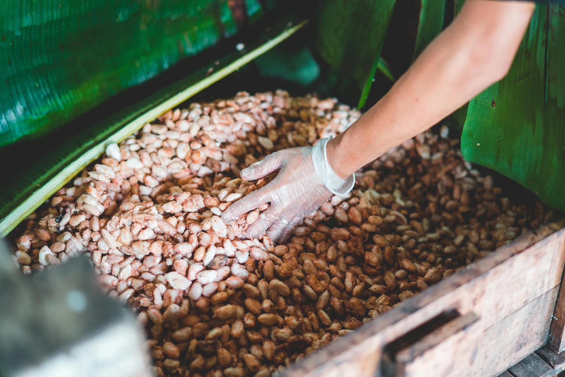 Quy trình sản xuất cacao chuẩn JAS
